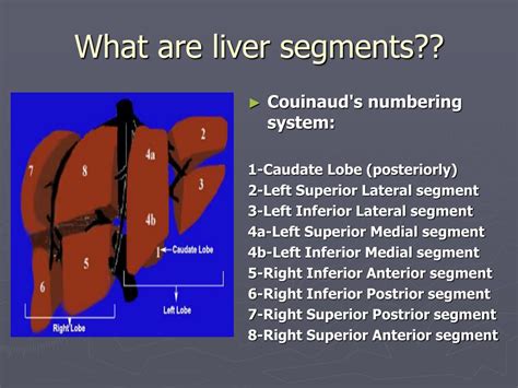 Segmental Anatomy Of Liver
