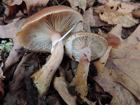 Honey Mushroom And Deadly Galerina — Identification And Differences