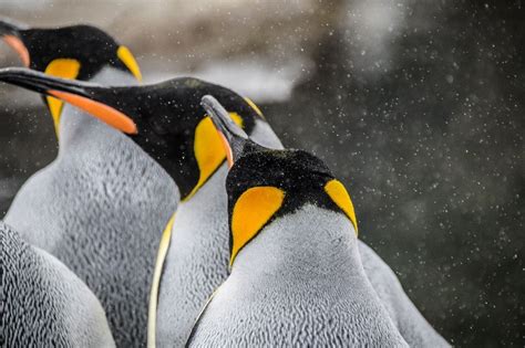 King Penguin Photo By Mathieu N J Langlois — National Geographic Your