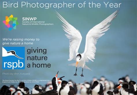 Sinwp Bird Photographer Of The Year 2020 Photo Contest Insider