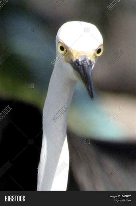 Florida White Long Neck Bird Image And Photo Bigstock