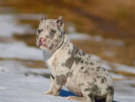 Biggest best xl blue pitbull puppies for sale. Merle pitbull puppies for sale - Home | Facebook