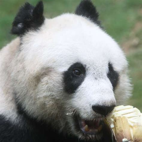 Worlds Oldest Giant Panda Jia Jia Put To Sleep At Hong Kongs Ocean