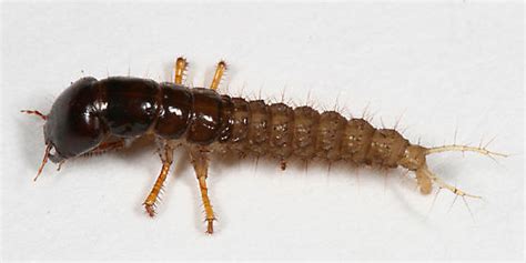 Rove Beetle Larva Platydracus Bugguidenet