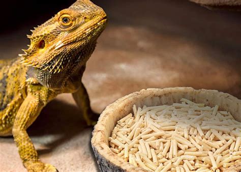 The Best Food And Water Bowls For Your Reptile Lifesavvy