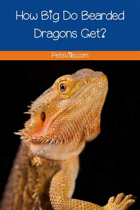 How Big Do Bearded Dragons Get Growth Stages Size Chart In 2022