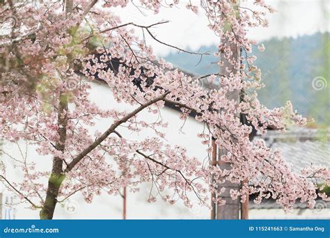 Cherry Blossoms In Nara Stock Image Image Of Outdoor 115241663