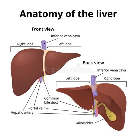 Human Organ Liver Stock Vector Illustration Of Bladder 81895996