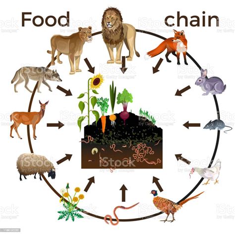 Food Chain Animals Stock Illustration Download Image Now Istock