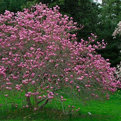 Flowering Shade Trees Zone 5 7 Small Flowering Trees For Small Spaces