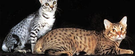 Ocicat Information Health Pictures And Training Pet Paw