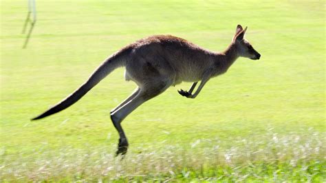 Kangaroos Can Communicate With Humans Cbbc Newsround