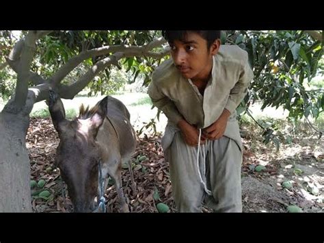 Man With His Donkey Omg Youtube