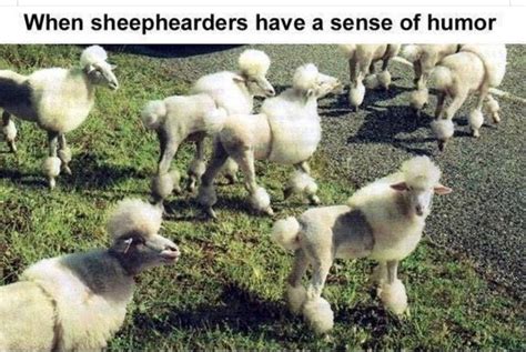 Pin By Cate Casper On I Find This Funny Funny Sheep Funny Animals