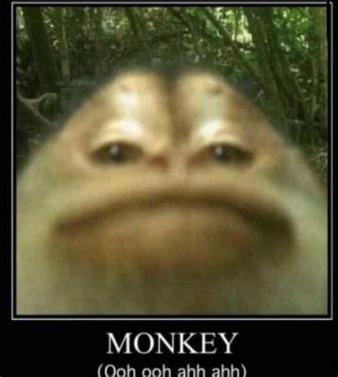 Ooh Ooh Ahh Ahh Funny Pictures Monkeys Funny Funny Images