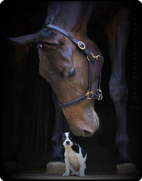 66 Best Horses And Dogs Images On Pinterest Pets