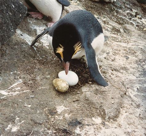 Erect Crested Penguin Tawaki Nana Hī New Zealand Birds Online