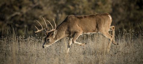 How To Age Whitetail Deer In The Field