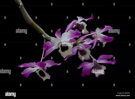 Close Up Of A Purple Dendrobium Orchid Flower In Bloom Stock Photo Alamy