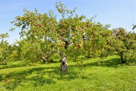 Best Cortland Apple Tree Stock Photos Pictures And Royalty Free Images