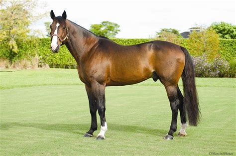 rarest horse breeds
