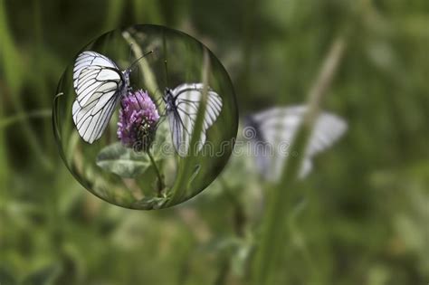 Butterflies Sitting On A Purple Wild Flower Stock Image Image Of