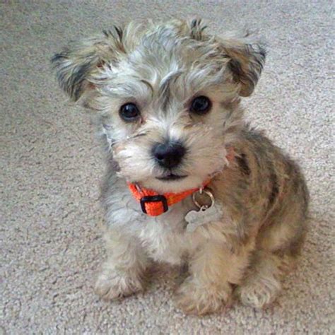 Schnoodle Dog Breed Information Pictures Temprament And Facts