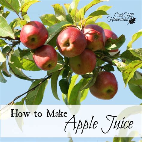 Fine strain into a chilled martini glass. How to Make Apple Juice - Oak Hill Homestead