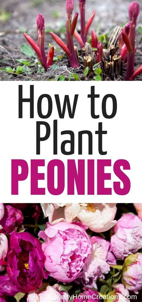 How To Plant Peonies Peonies Are Beautiful Flowers That Look Great In