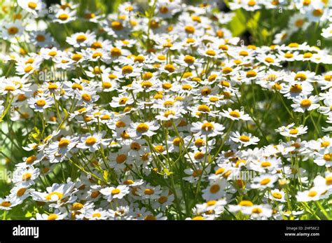 Wild Camomile Daisy Flowers Growing By The Roadside In Summertime