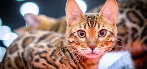 Leopard House Cat Spectacularly Spotted Breeds To Know