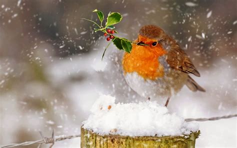 Robin With Holly Branch In The Snow