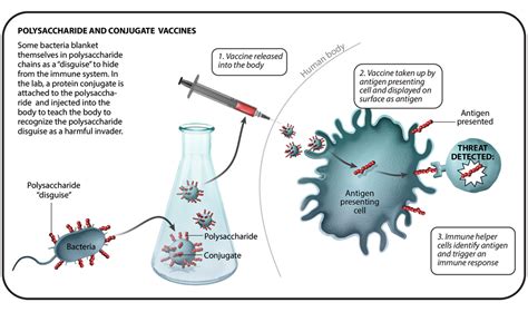 Understanding Six Types Of Vaccine Technologies Pfizer