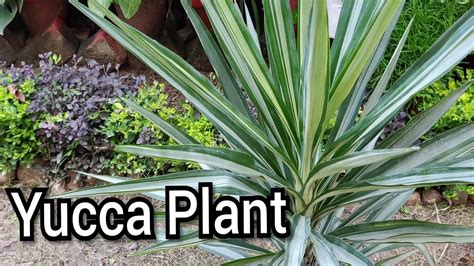 Yucca Plant Care Tips Youtube