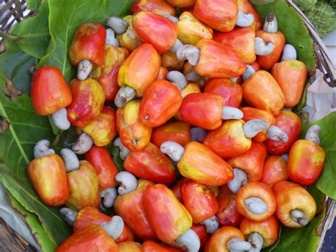 Fruta Tipica Do Rio De Janeiro