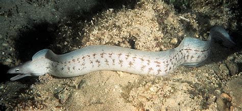 Real Monstrosities Moray Eel