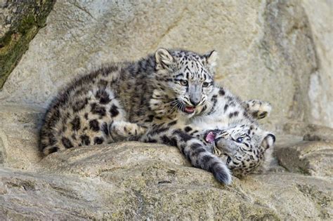 Girls Snow Leopards Still Playing Snow Leopard Leopards Beautiful Cats