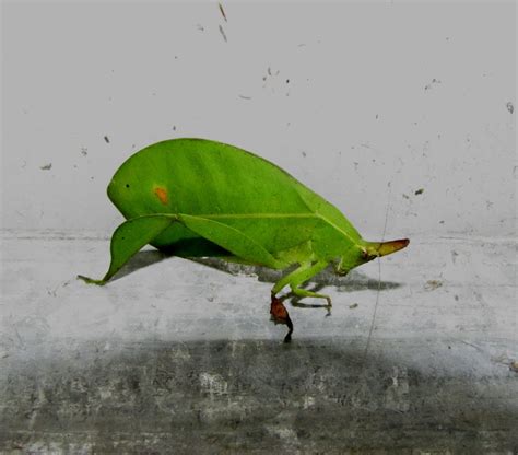 Spike Headed False Leaf Katydid Project Noah