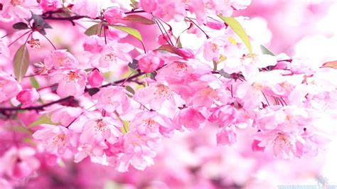 Pink Cherry Blossom Wallpapers Top Free Pink Cherry Blossom Backgrounds Wallpaperaccess