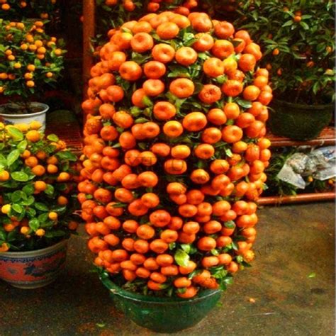 Small and easy to grow, dwarf citrus trees are a great way to add fresh, tangy fruit into your life. Orange Dwarf Bonsai Tree (20 Seeds) | Tree seeds, Fruit ...