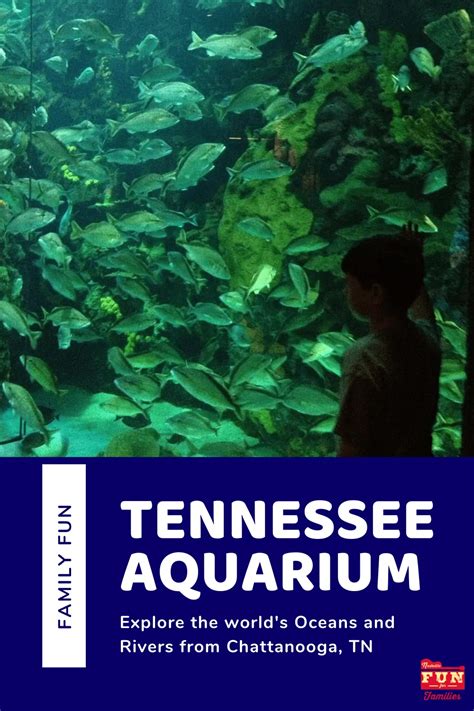 Tennessee State Aquarium Nashville Fun For Families