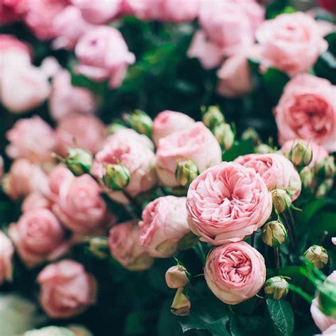 This Dreamy Photo Of Our Bridal Piano Garden Roses Is Making Us Happy