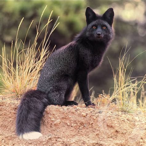Black Fox Followanimalvillage91 Animalvillage91 Foxblackfox