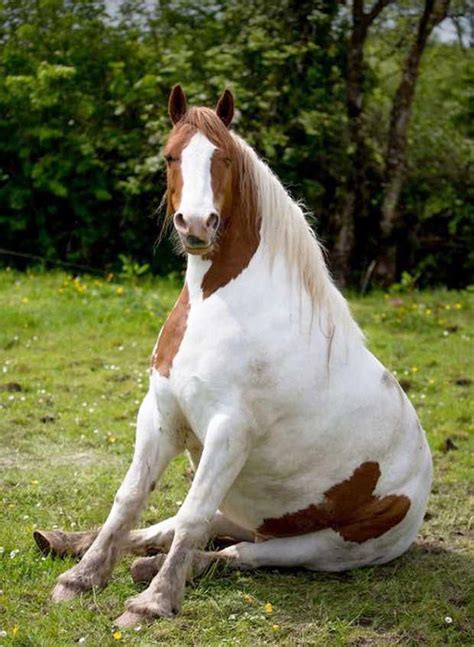 I Never Knew Horses Could Sit Down Like This Rpics