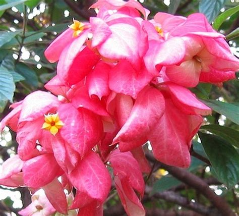 Manfaat bunga ini sudah teruji khasiatnya. Tanaman Nusa Indah Pink (Pink Mussaenda)