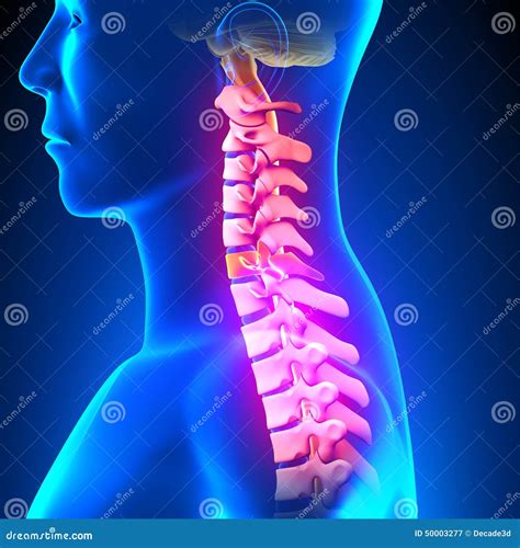 C6 Disc Cervical Spine Stock Illustration Illustration Of Cervical