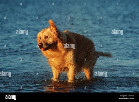 Golden Retriever Dog Shaking Off Water In Sea Stock Photo Alamy