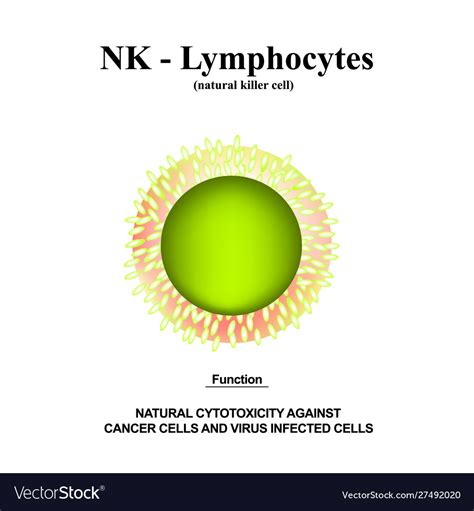 Nk Lymphocytes Structure The Functions Royalty Free Vector