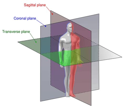 Would you determine the quadrants and regions of abdomen flashcards. Virtual Frog Dissection Quiz