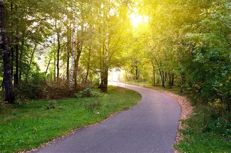 Green Forest With Sunlight And Road In Park Stock Photo Colourbox